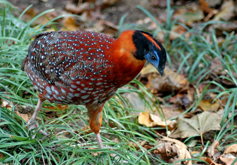 Male Temminck's Tragopan (Tragopan temminckii); DISPLAY FULL IMAGE.