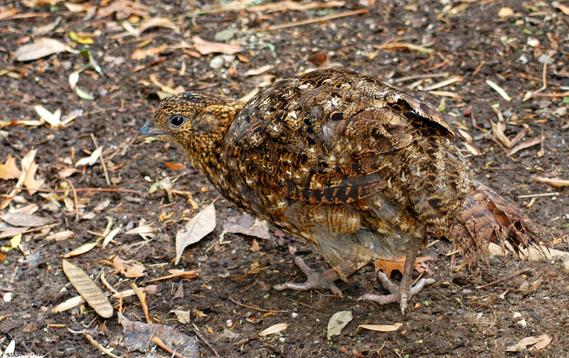 Female Temminck's Tragopan (Tragopan temminckii); DISPLAY FULL IMAGE.