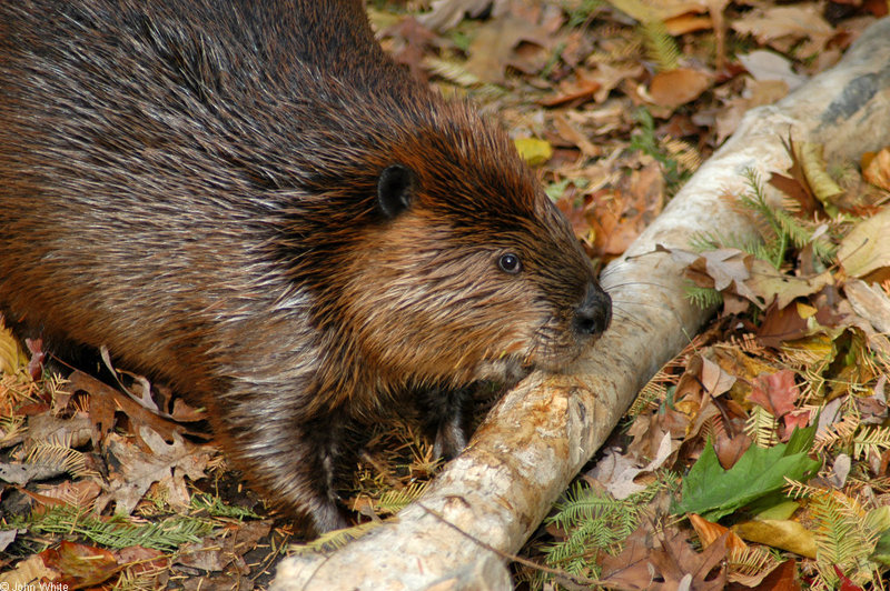American Beaver (Castor canadensis); DISPLAY FULL IMAGE.