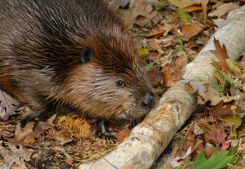 American Beaver (Castor canadensis); DISPLAY FULL IMAGE.