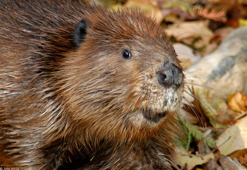 American Beaver (Castor canadensis); DISPLAY FULL IMAGE.