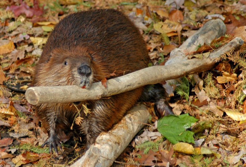 American Beaver (Castor canadensis); DISPLAY FULL IMAGE.