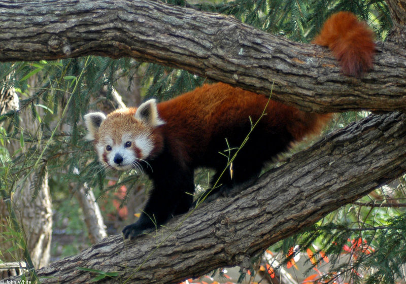 Red Panda (Ailurus fulgens); DISPLAY FULL IMAGE.