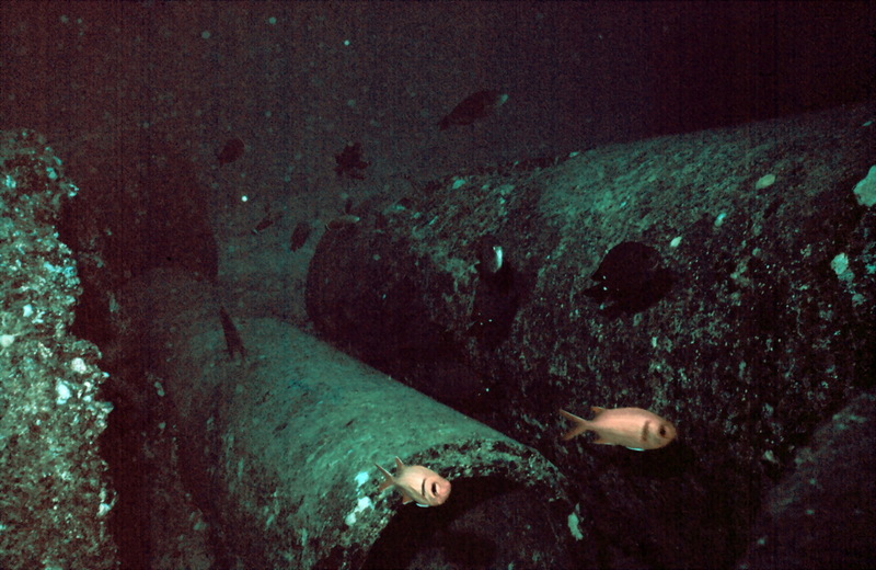 Bigscale Soldierfish (Myripristis berndti) {!--큰비늘적투어-->; DISPLAY FULL IMAGE.