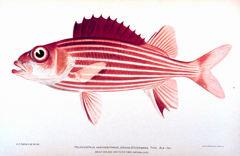 Hawaiian Squirrelfish (Sargocentron xantherythrum) {!--하와이줄얼게돔-->; DISPLAY FULL IMAGE.