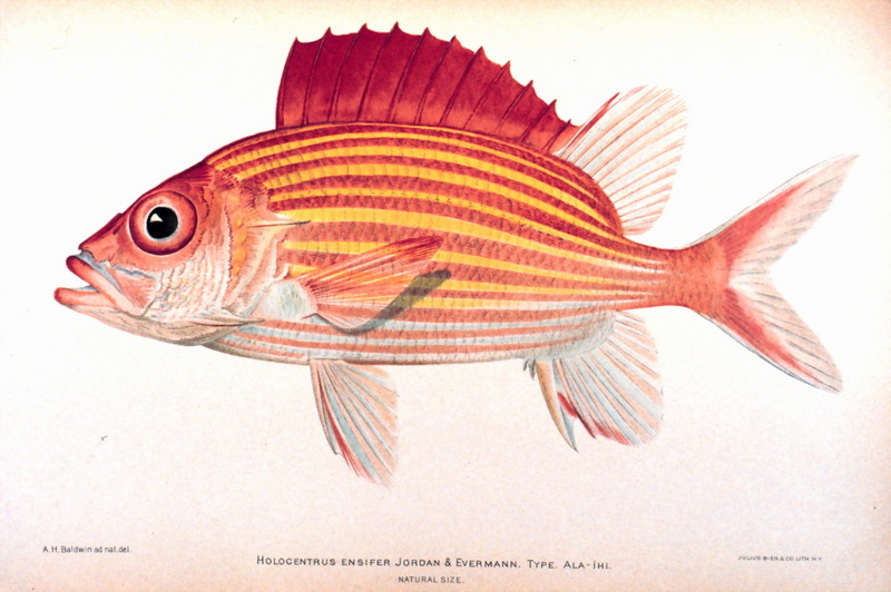 Yellow-striped Squirrelfish (Sargocentron ensifer) {!--노란줄얼게돔-->; DISPLAY FULL IMAGE.