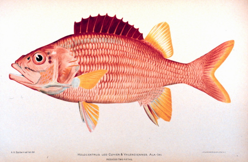 Sabre Squirrelfish (Sargocentron spiniferum) {!--가시얼게돔-->; DISPLAY FULL IMAGE.