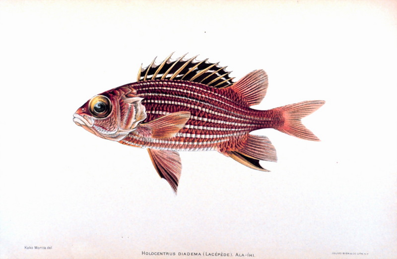 Crown Squirrelfish (Sargocentron diadema) {!--볏얼게돔-->; DISPLAY FULL IMAGE.