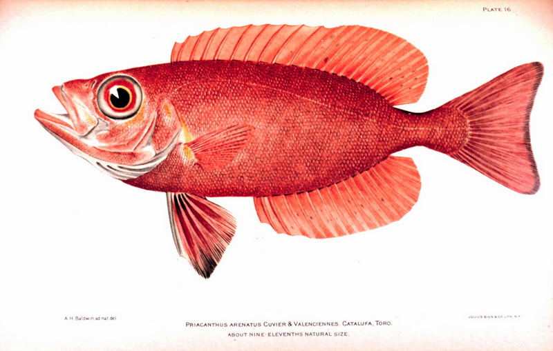 Atlantic Bigeye (Priacanthus arenatus) {!--대서양홍치-->; DISPLAY FULL IMAGE.