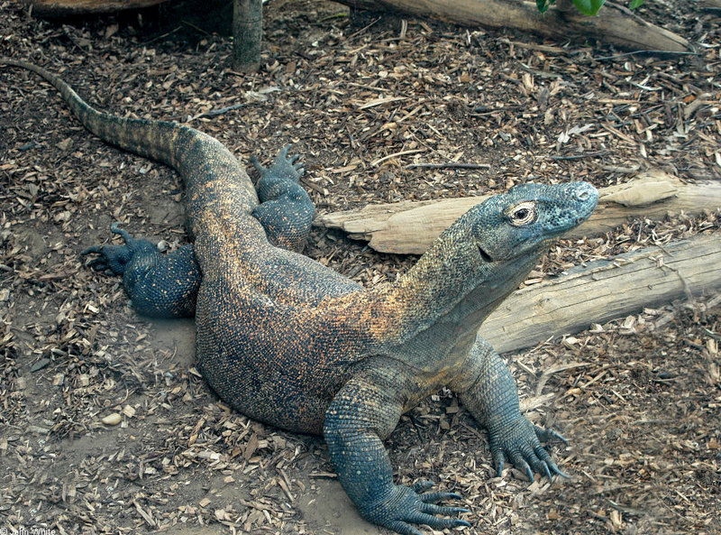 Komodo Dragon (Varanus komodoensis); DISPLAY FULL IMAGE.