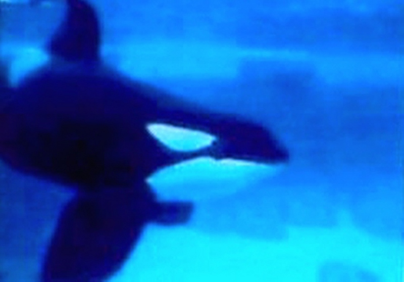 Orca; DISPLAY FULL IMAGE.