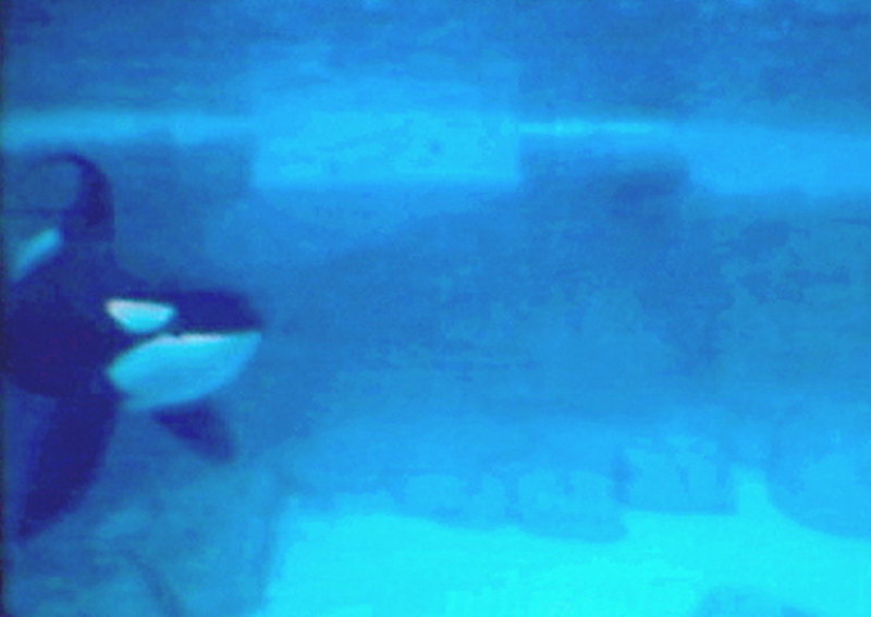 Orca; DISPLAY FULL IMAGE.