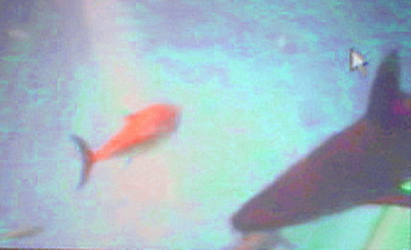 Shark & fish; DISPLAY FULL IMAGE.