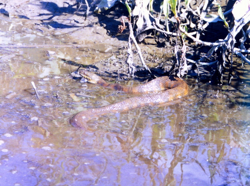 Northern Water Snake (Nerodia sipedon) {!--아메리카물뱀-->; DISPLAY FULL IMAGE.