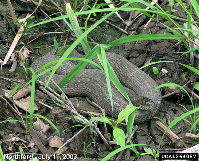 Northern Water Snake (Nerodia sipedon) {!--아메리카물뱀-->; DISPLAY FULL IMAGE.