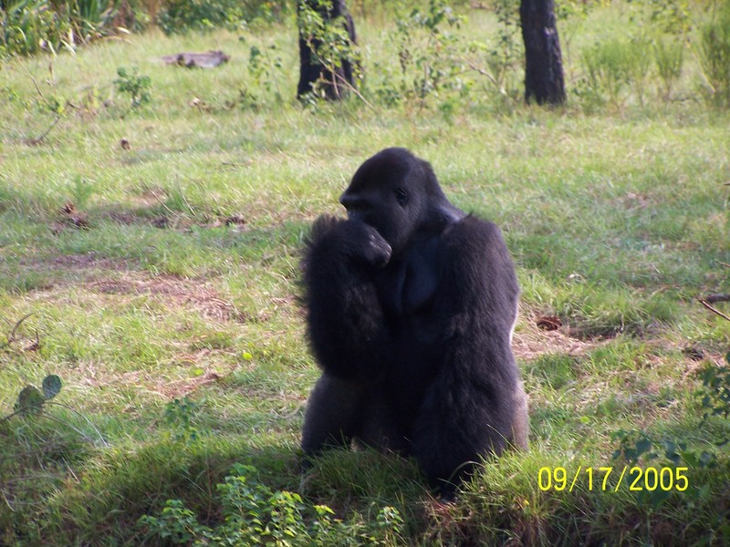 PENSACOLA ZOO AFTER KATRINA; DISPLAY FULL IMAGE.