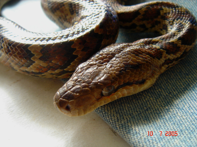 Boa Hispaniola (Epicrates Striatus) Dominican Republic; DISPLAY FULL IMAGE.