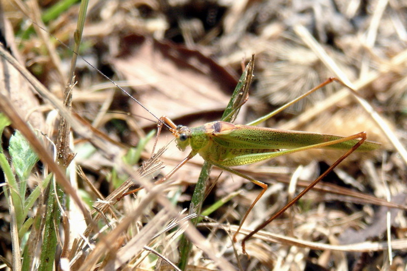 Phaneroptera falcata (Sickle-bearing bush-cricket) {!--실베짱이-->; DISPLAY FULL IMAGE.