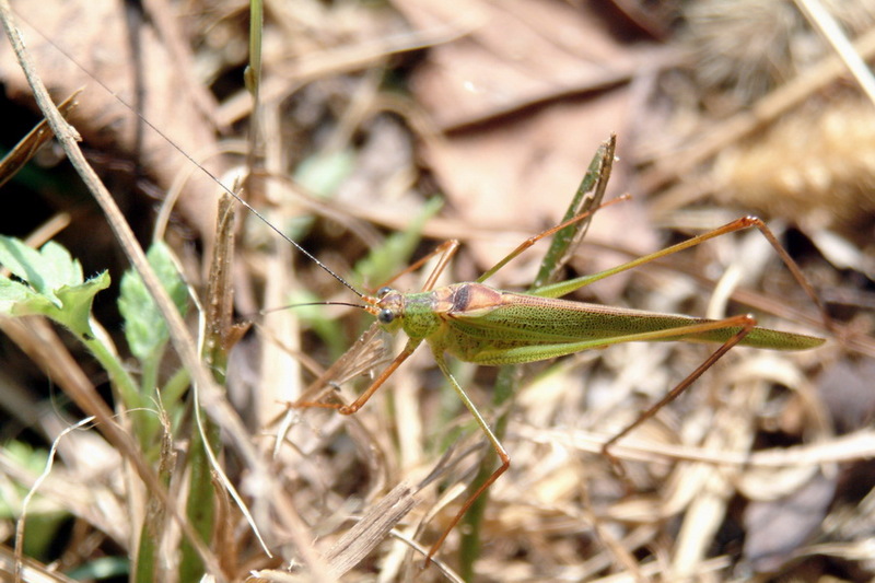 Phaneroptera falcata (Sickle-bearing bush-cricket) {!--실베짱이-->; DISPLAY FULL IMAGE.