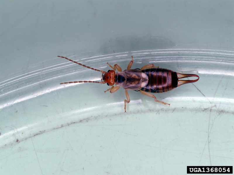 Striped Earwig (Labidura riparia) {!--큰집게벌레-->; DISPLAY FULL IMAGE.