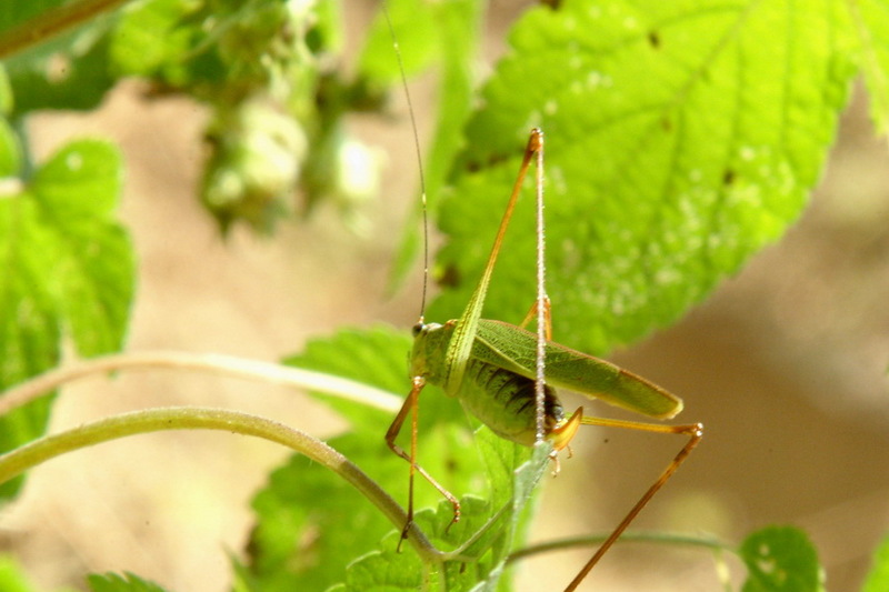 Katydid; DISPLAY FULL IMAGE.