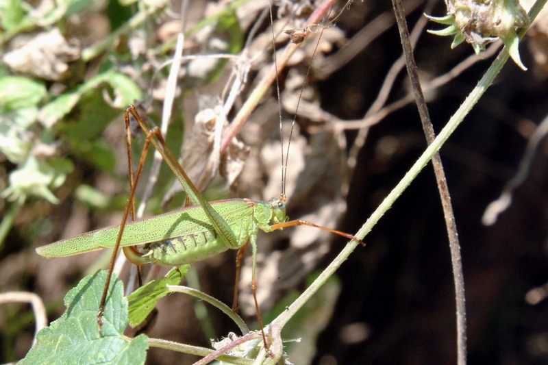Katydid; DISPLAY FULL IMAGE.