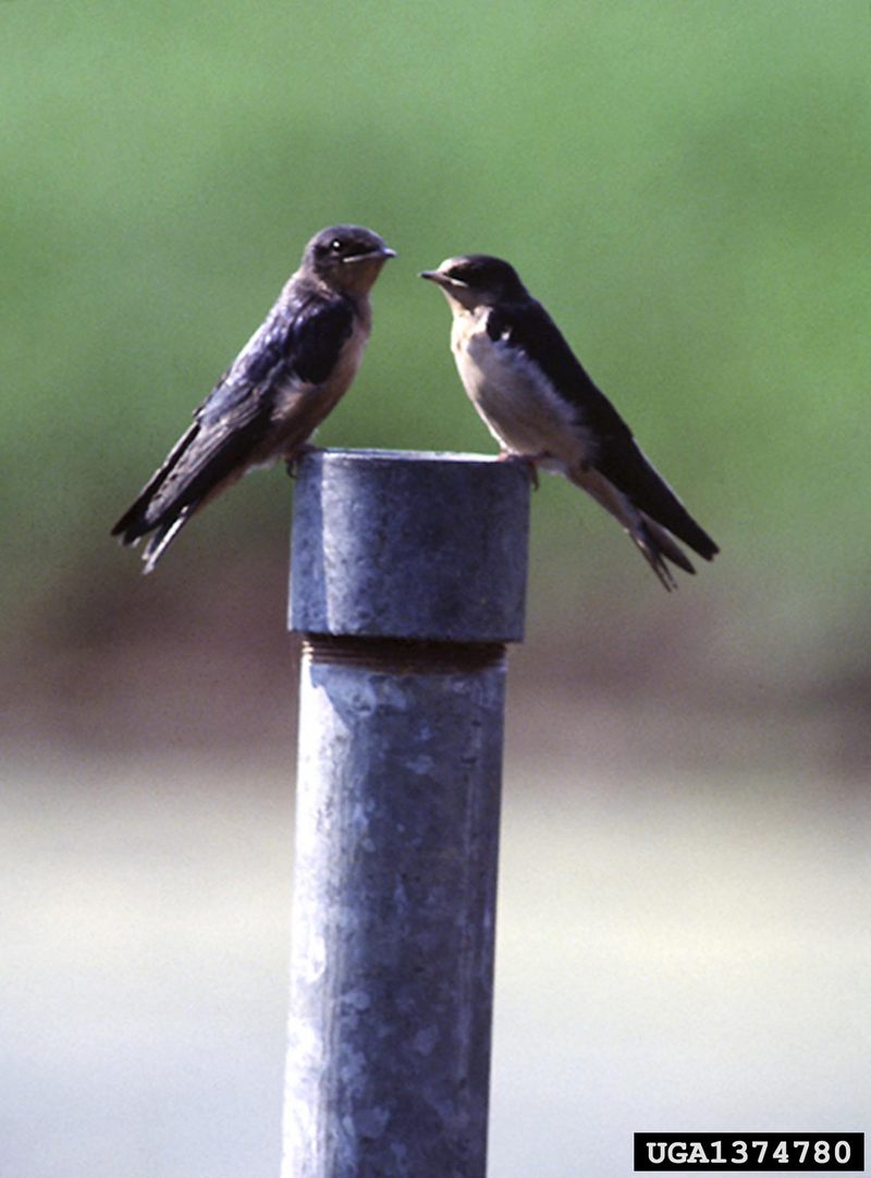 Tree Swallow (Tachycineta bicolor)  {!--청둥제비-->; DISPLAY FULL IMAGE.