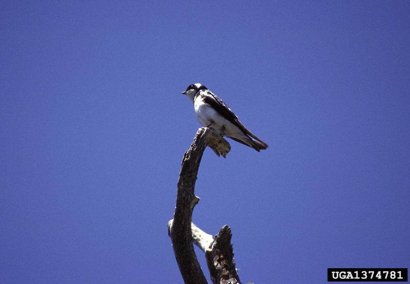 Tree Swallow (Tachycineta bicolor)  {!--청둥제비-->; DISPLAY FULL IMAGE.