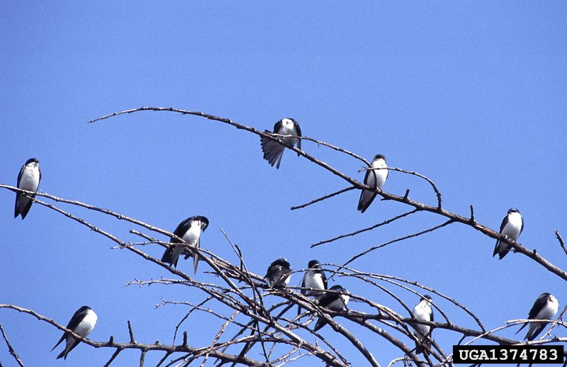 Tree Swallow (Tachycineta bicolor)  {!--청둥제비-->; DISPLAY FULL IMAGE.
