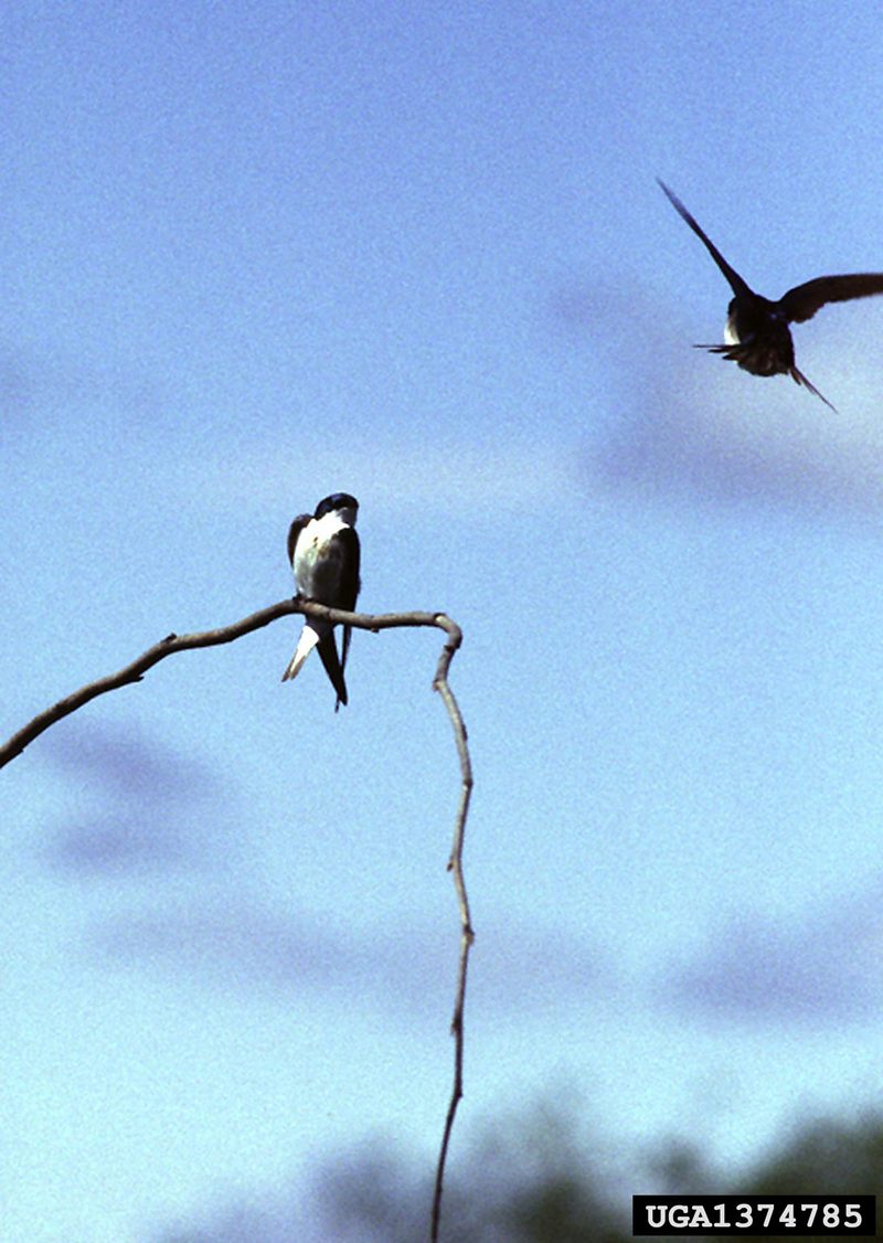 Tree Swallow (Tachycineta bicolor)  {!--청둥제비-->; DISPLAY FULL IMAGE.