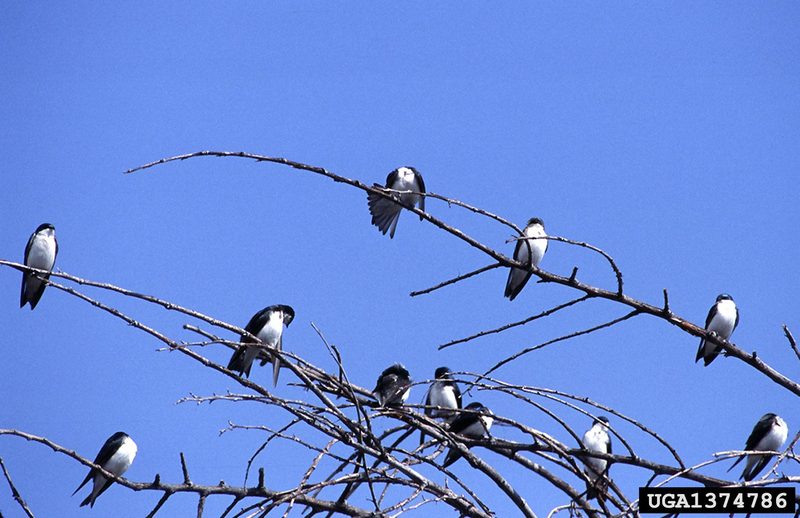 Tree Swallow (Tachycineta bicolor)  {!--청둥제비-->; DISPLAY FULL IMAGE.