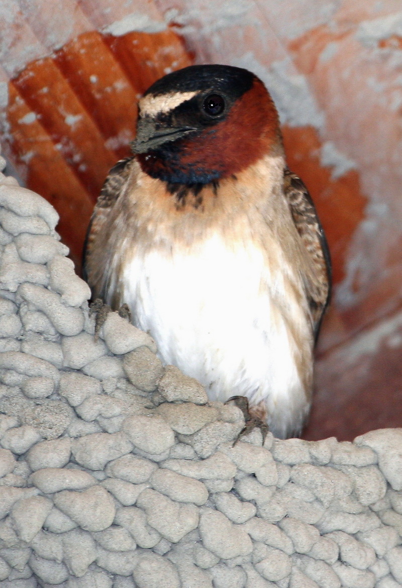 Cliff Swallow (Petrochelidon pyrrhonota) {!--삼색제비-->; DISPLAY FULL IMAGE.