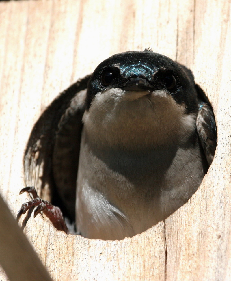 Tree Swallow (Tachycineta bicolor)  {!--청둥제비-->; DISPLAY FULL IMAGE.