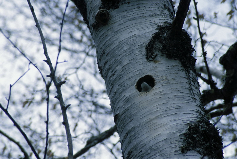 Tree Swallow (Tachycineta bicolor)  {!--청둥제비-->; DISPLAY FULL IMAGE.