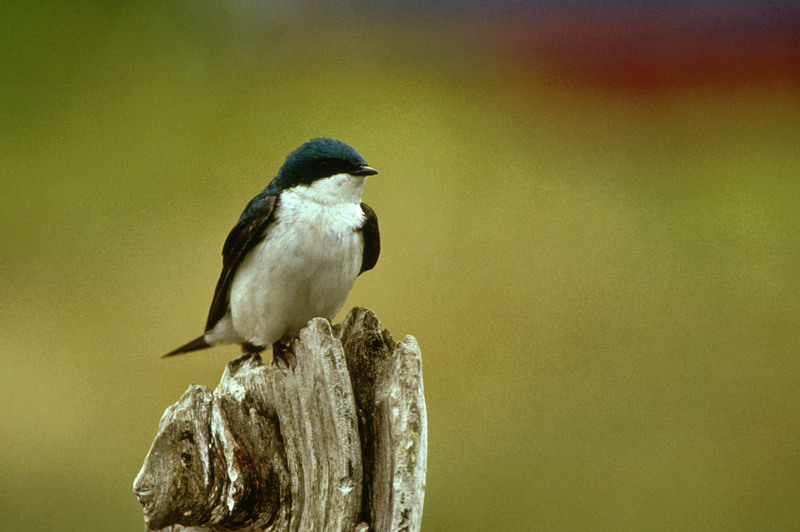 Tree Swallow (Tachycineta bicolor)  {!--청둥제비-->; DISPLAY FULL IMAGE.