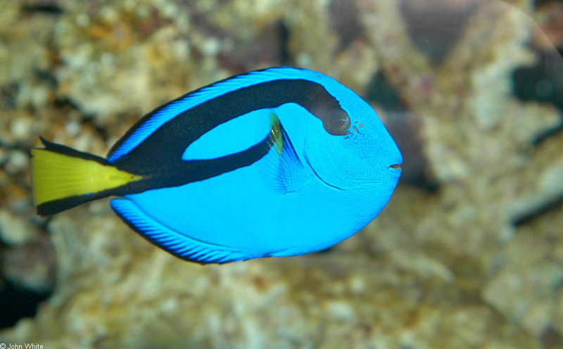 Blue Tang (Paracanthurus hepatus); DISPLAY FULL IMAGE.