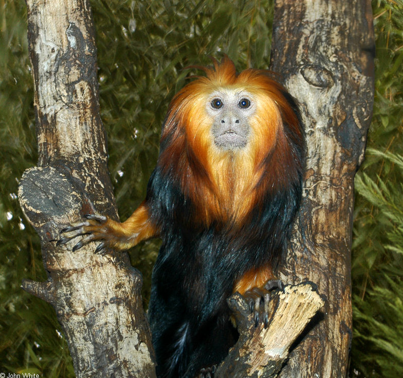 Golden-headed Lion Tamarin (Leontopithecus chrysomelas); DISPLAY FULL IMAGE.