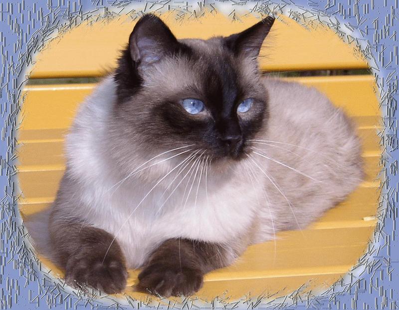 My ragdoll cat Sesam; DISPLAY FULL IMAGE.