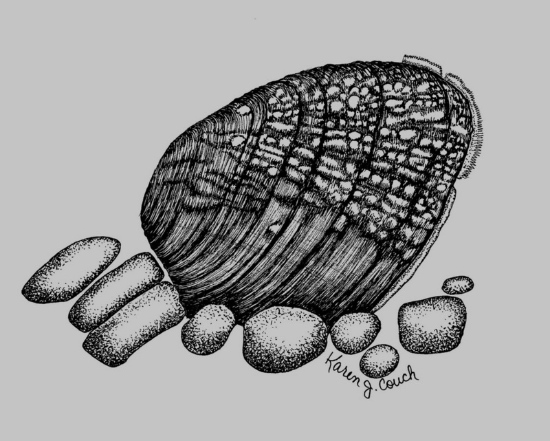 Birdwing Pearly Mussel (Lemiox rimosus) {!--캐라타조개/미국-->; DISPLAY FULL IMAGE.