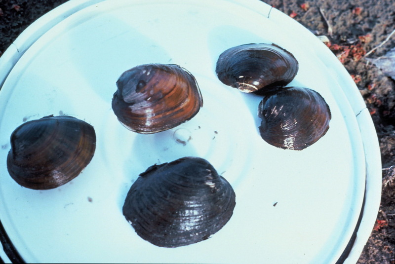 Higgins Eye Pearlymussel (Lampsilis higginsii) {!--히긴스조개/미국-->; DISPLAY FULL IMAGE.