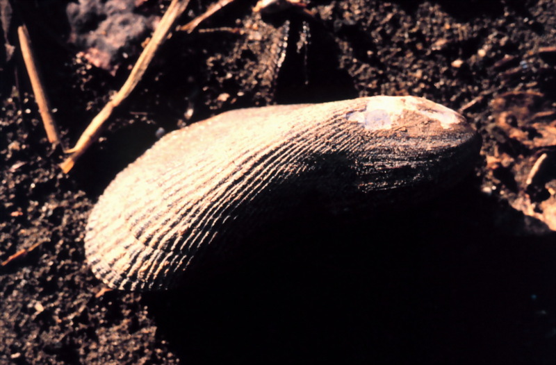 Ribbed Mussel (Geukensia demissa) {!--빗살홍합/미국-->; DISPLAY FULL IMAGE.