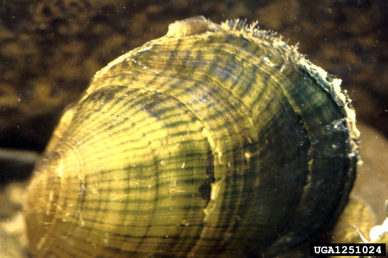 Oyster Mussel (Epioblasma capsaeformis) {!--굴조개/미국-->; DISPLAY FULL IMAGE.