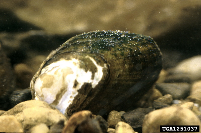 Slippershell Mussel (Alasmidonta viridis) {!--석패과-->; DISPLAY FULL IMAGE.