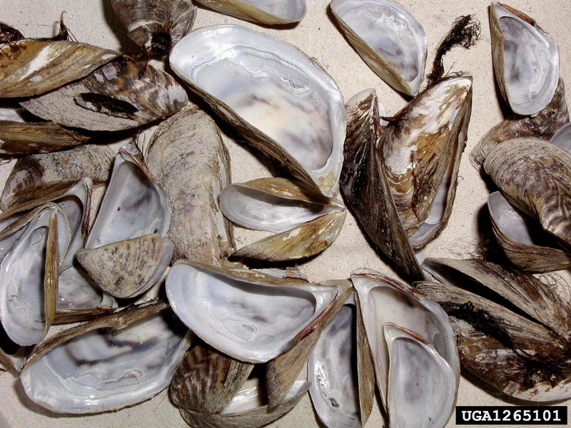 Zebra Mussel (Dreissena polymorpha) {!--말조개-->; DISPLAY FULL IMAGE.