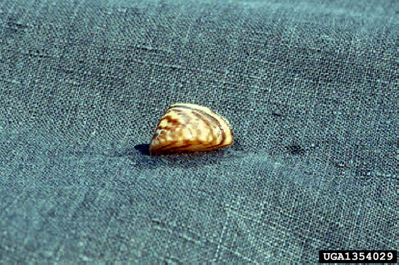 Zebra Mussel (Dreissena polymorpha) {!--말조개-->; DISPLAY FULL IMAGE.