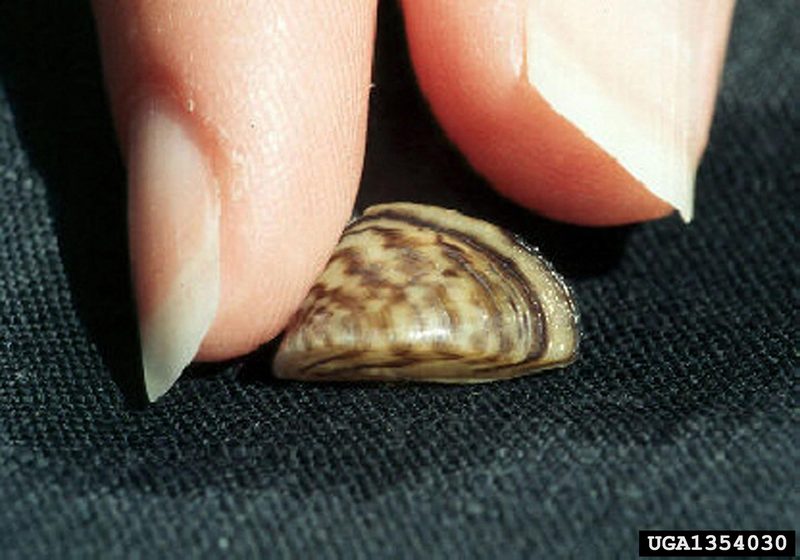 Zebra Mussel (Dreissena polymorpha) {!--말조개-->; DISPLAY FULL IMAGE.