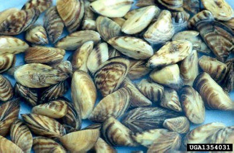 Zebra Mussel (Dreissena polymorpha) {!--말조개-->; DISPLAY FULL IMAGE.