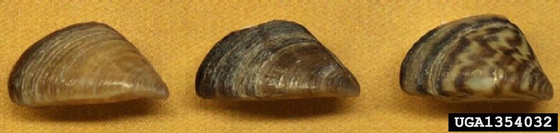 Zebra Mussel (Dreissena polymorpha) {!--말조개-->; DISPLAY FULL IMAGE.