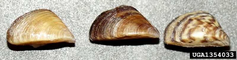 Zebra Mussel (Dreissena polymorpha) {!--말조개-->; DISPLAY FULL IMAGE.