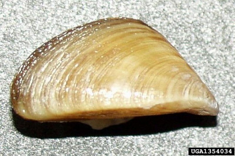 Zebra Mussel (Dreissena polymorpha) {!--말조개-->; DISPLAY FULL IMAGE.